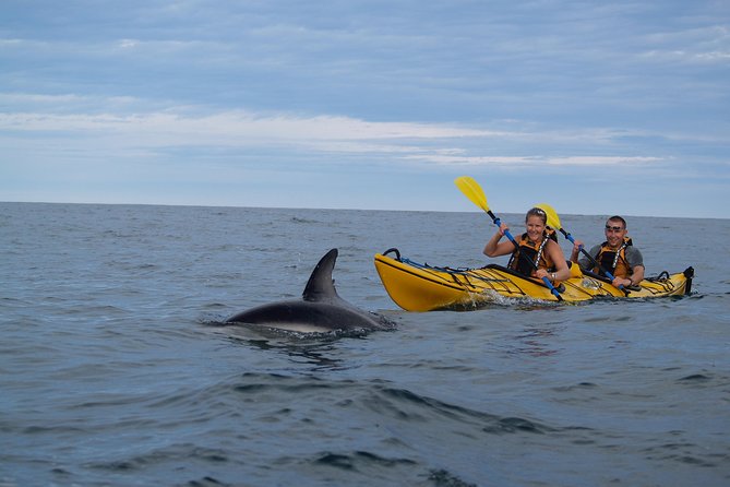 Private Wildlife Kayaking Tour - Kaikoura - What the 1.5-hour paddle feels like