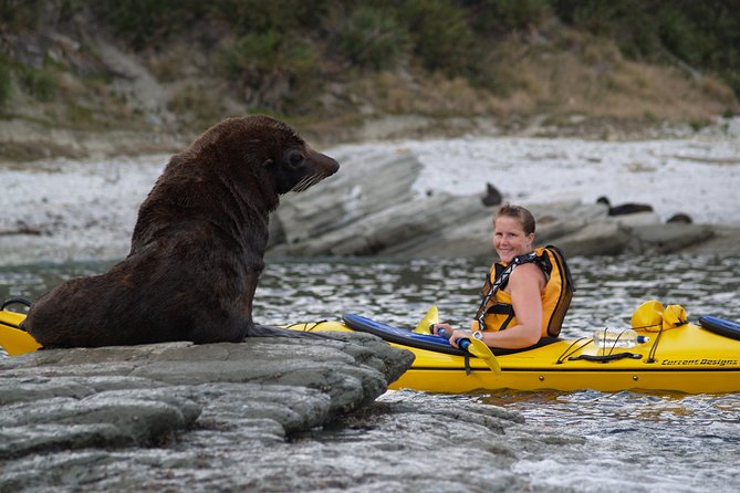 Private Wildlife Kayaking Tour - Kaikoura - Weather, clothing, and the small risks worth taking seriously