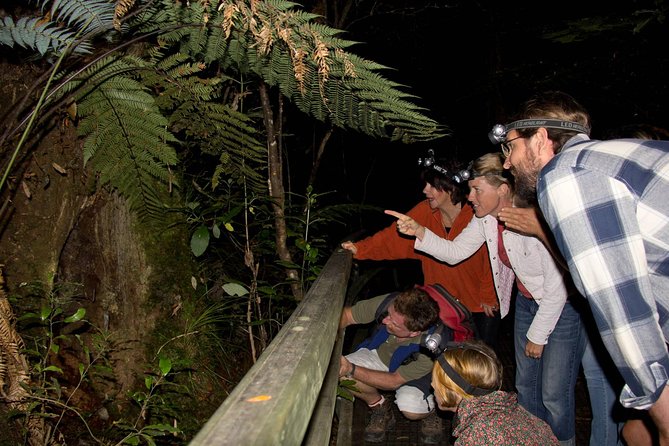 Puketi Rainforest Guided Walks .This is not a Shore Excursion product . - What makes this Puketi walk worth considering