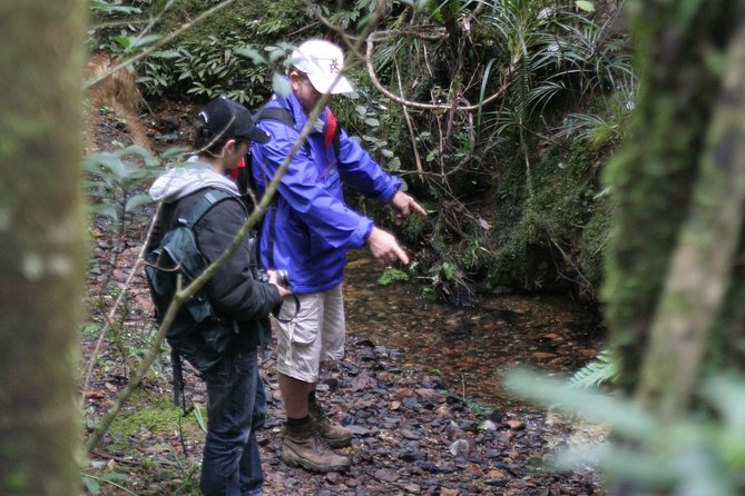 Puketi Rainforest Guided Walks .This is not a Shore Excursion product . - Entering Puketi Rainforest from Okaihau