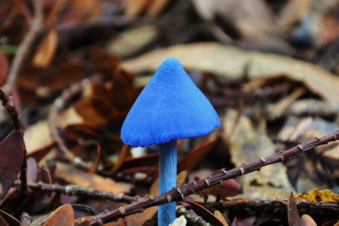 Puketi Rainforest Guided Walks .This is not a Shore Excursion product . - Rare birds and 370 plant species