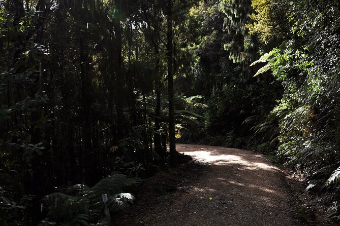 Puketi Rainforest Guided Walks .This is not a Shore Excursion product . - Choosing the right length