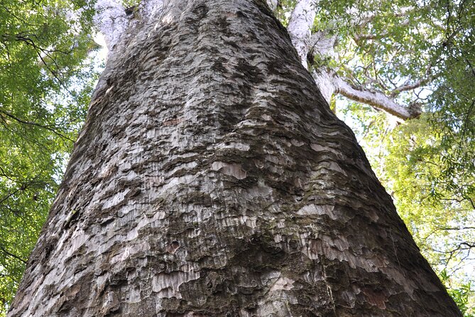 Puketi Rainforest Guided Walks .This is not a Shore Excursion product . - What makes the night walk different