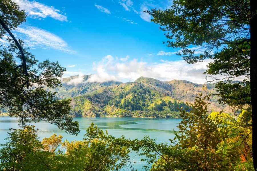 Queen Charlotte Track: Cruise & Self-Guided Hike from Picton - What the walking feels like