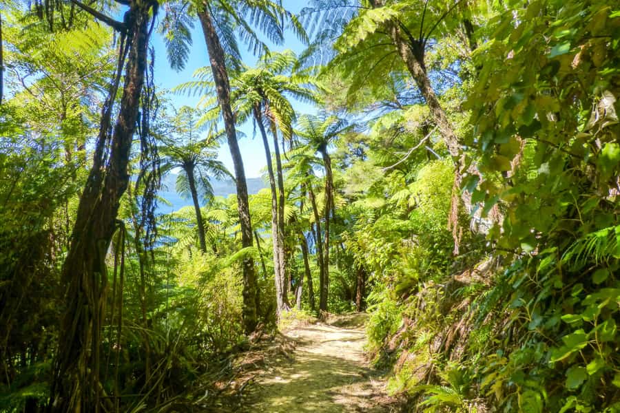 Queen Charlotte Track: Cruise & Self-Guided Hike from Picton - What to pack for the track