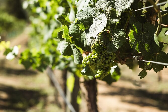 Queenstown: Afternoon Wine & Beer Tour with Platters - The guides shape the mood