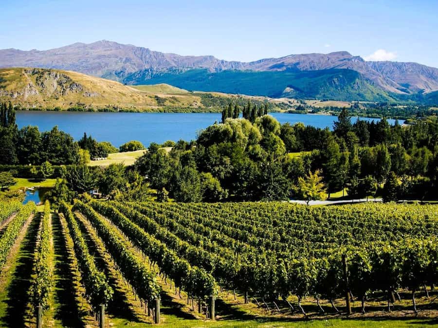Queenstown, Arrowtown, Gibbston: Flexible Wine Hopper Tours - Food, cheese, beer, or wine: shaping your own afternoon