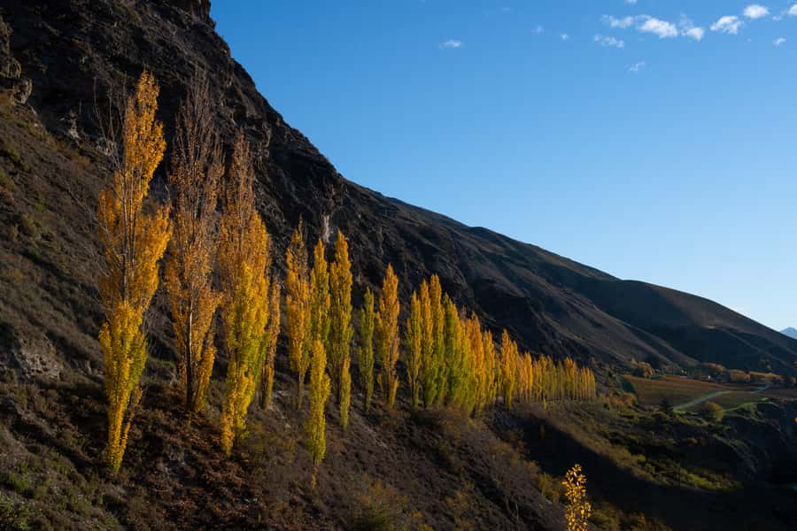 Queenstown: Craft Beer Brewery Tour with Lunch - A look inside the brewing process