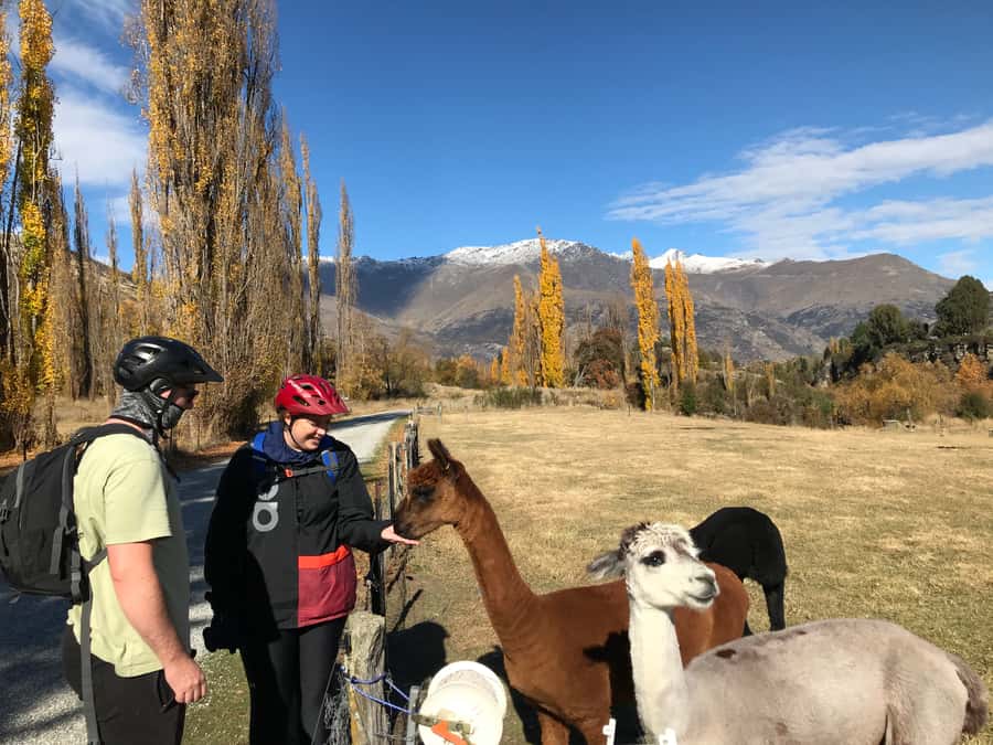 Queenstown: Guided E-Bike Tour with Winery Visits & Tastings - Key things to know before you book