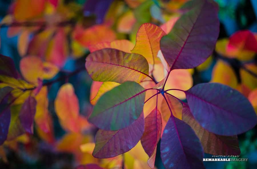 Queenstown: Half Day Private Photography Tour - Who should book this outing