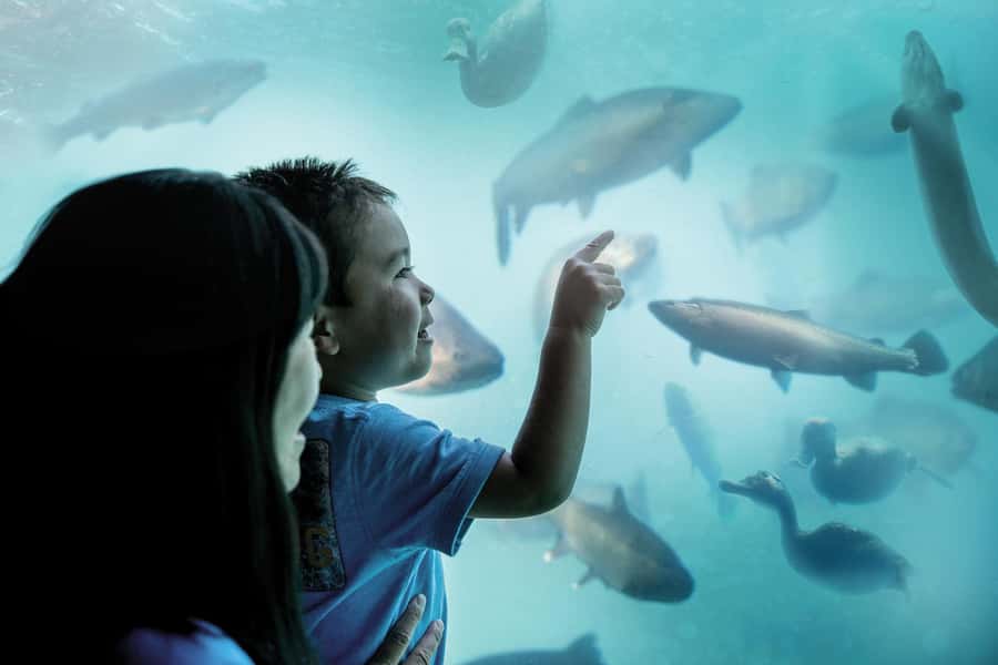 Queenstown: Hidden Underwater Theatre Experience - Entering Lake Wakatipu beneath the Main Town Pier