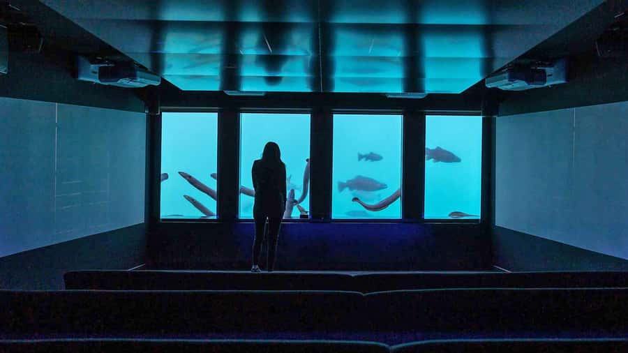 Queenstown: Hidden Underwater Theatre Experience - Ten to 15 minutes watching life under the lake