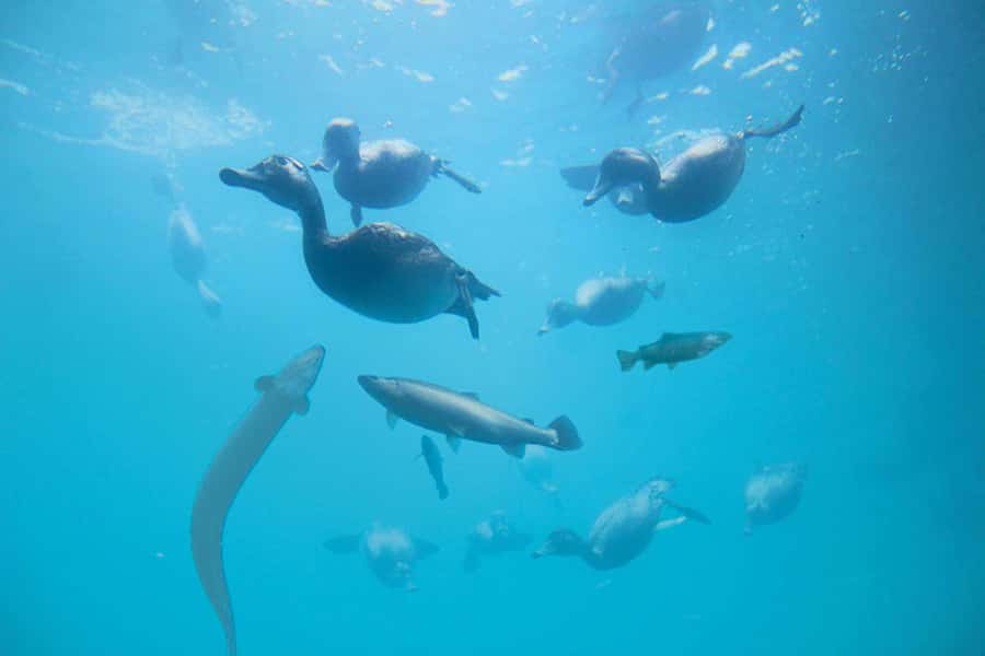 Queenstown: Hidden Underwater Theatre Experience - Practical details that affect your visit