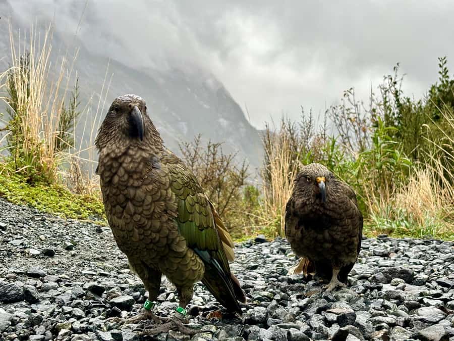 Queenstown: Milford Sound Small-Group Tour w Cruise & Lunch - The optional flight back to Queenstown