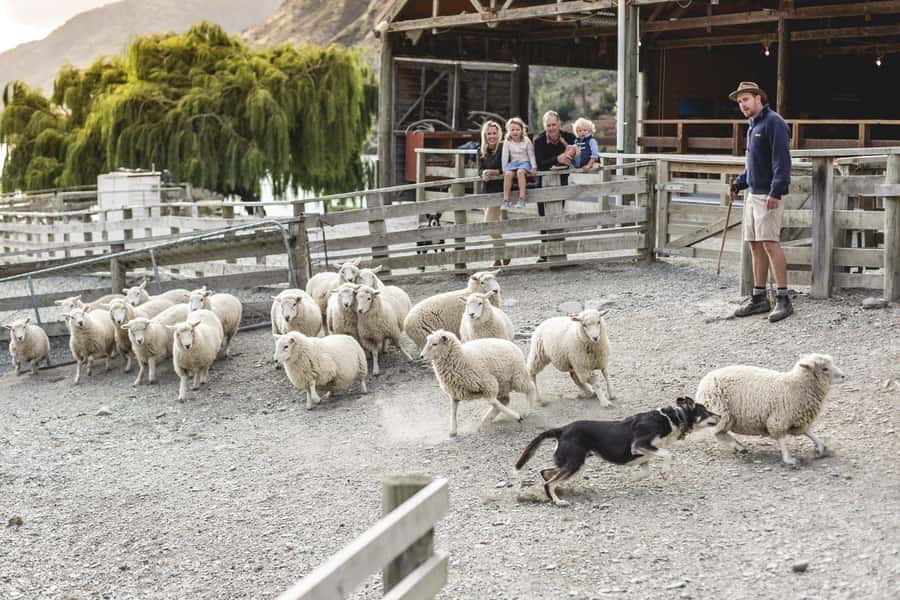 Queenstown: Queenstown Lake Cruise and Walter Peak Farm Tour - What the Lake Whakatipu cruise adds