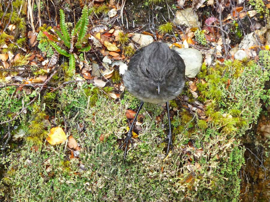 Queenstown: Routeburn Track Guided Full-Day Walk or Half Day - The full-day route toward Falls Hut