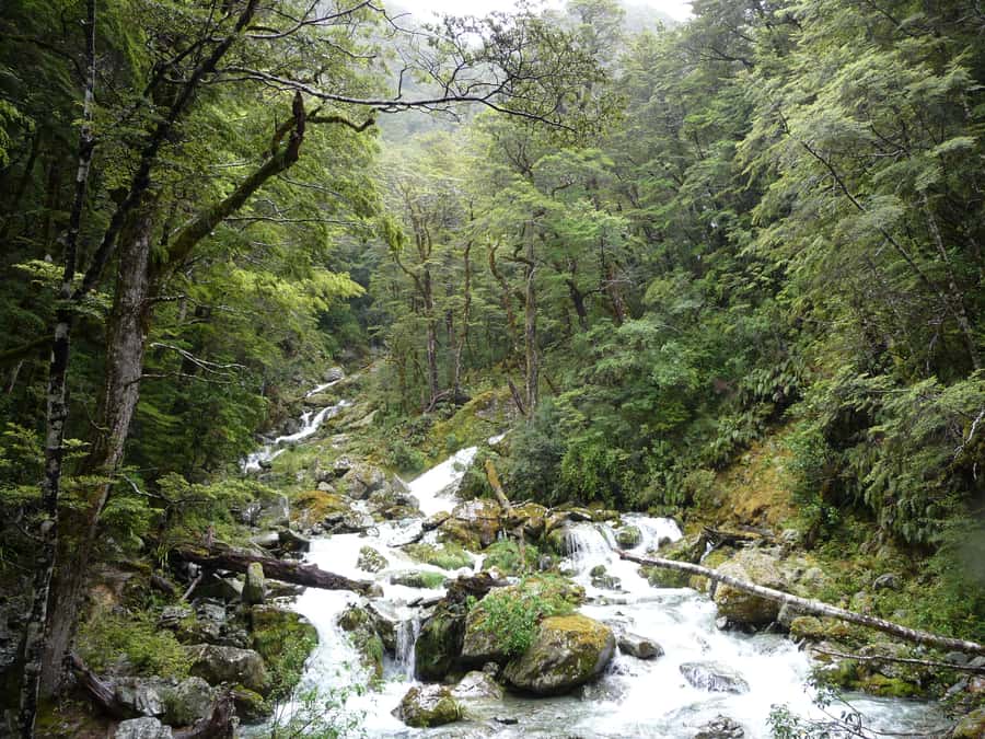 Queenstown: Routeburn Track Guided Full-Day Walk or Half Day - The half-day option for families and gentle walkers