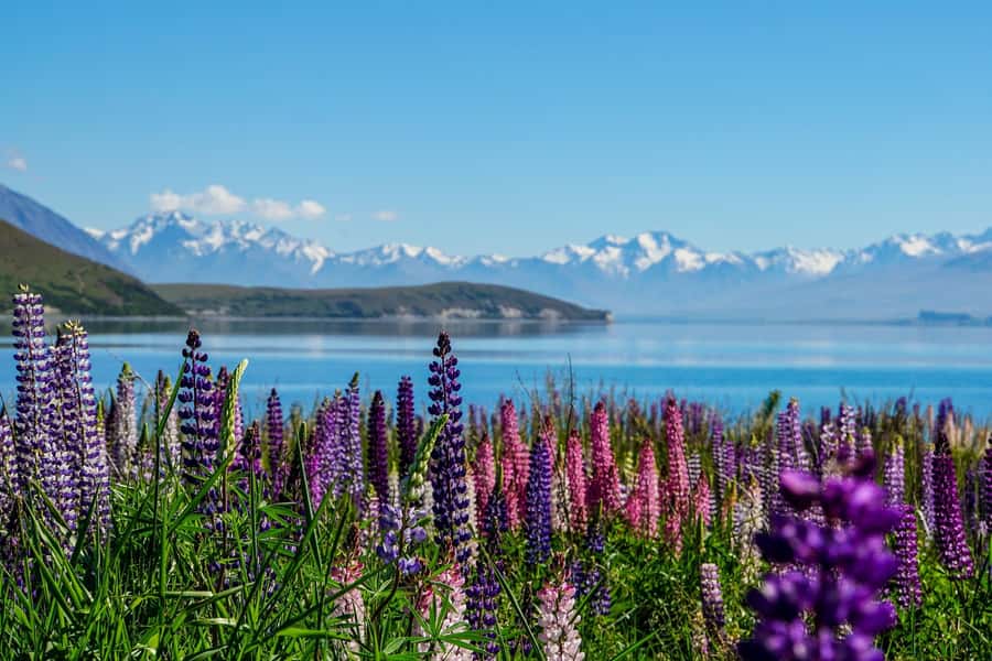 Queenstown to Christchurch via Mt Cook One-Way Tour - Three hours in Aoraki/Mt Cook National Park