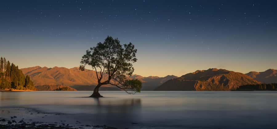 Queenstown to Franz Josef Tour via Wānaka (One-Way) - Lake Wānaka and the famous tree