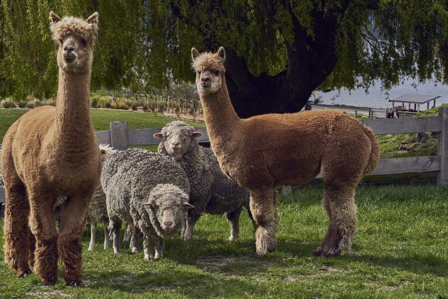 Queenstown: Walter Peak Garden to Table Experience - Who will enjoy this experience most?