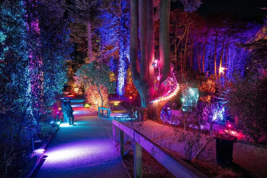 Queenstown: Whimsical Sensory Night Walk at LUMA Enchanted - The forest route and its changing scenes