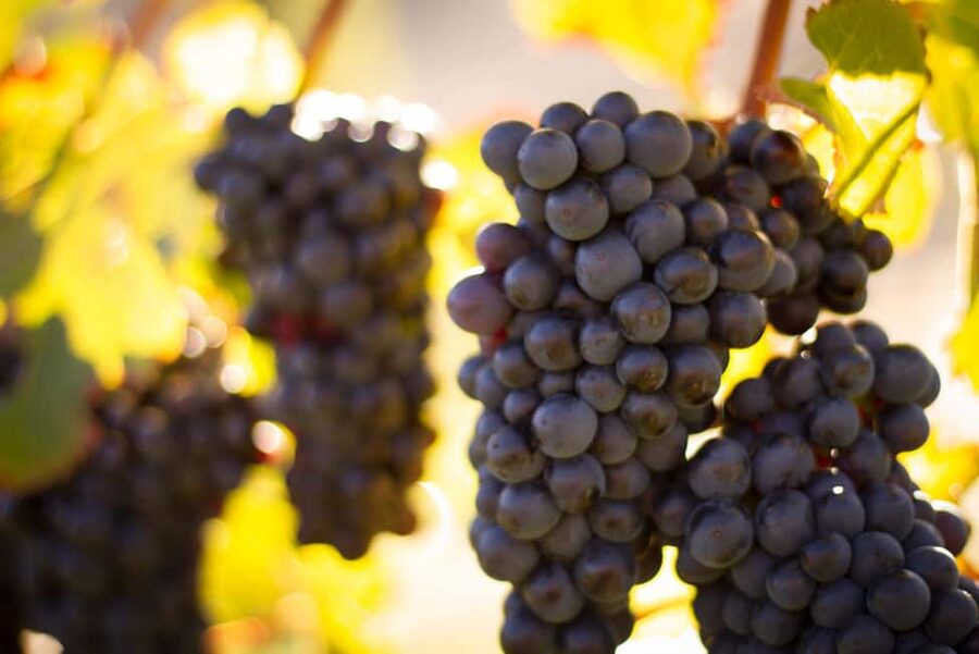 Queenstown: Wine & Food Tour, Scenic Tastings & Paired Lunch - Lunch at Kinross