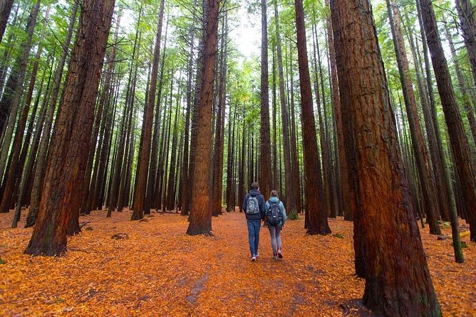 Redwood Forest , Blue Springs & Huka Falls Day Tour from Auckland - Key points to know before you book