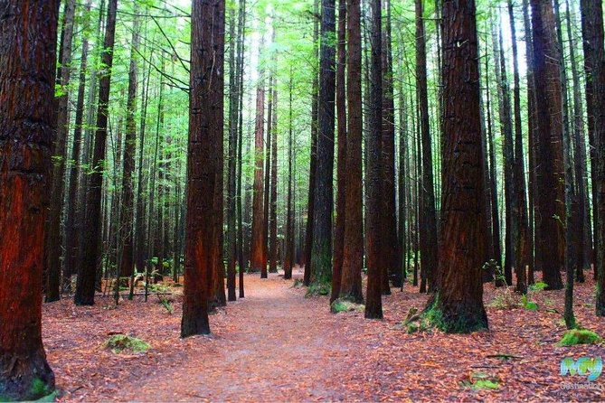 Redwood Forest , Blue Springs & Huka Falls Day Tour from Auckland - Blue Spring: a peaceful walk beside clear water