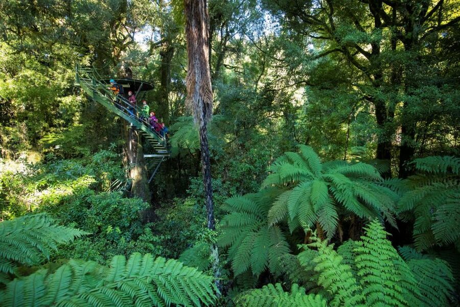 Rotorua: 6 Ziplines, 400m Tandem, Cliff Walk & Swing Bridges - Six ziplines, with the longest saved for a reason