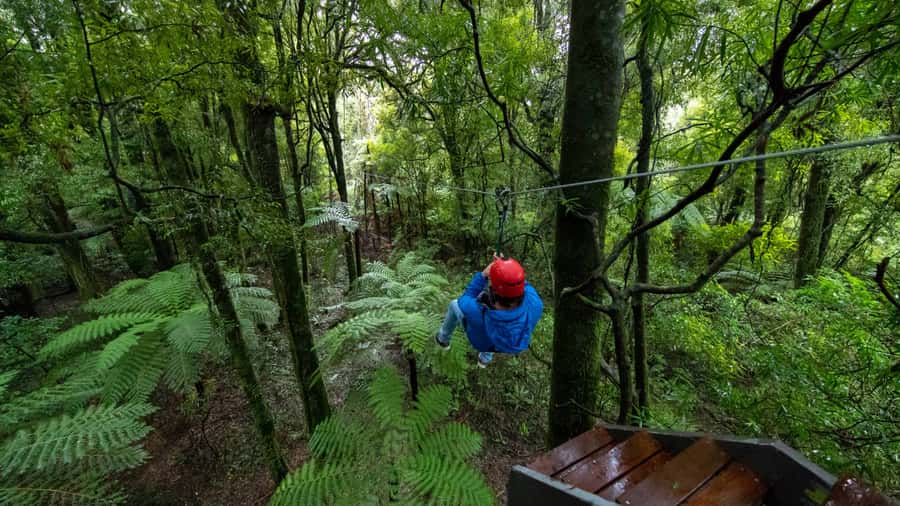 Rotorua: 6 Ziplines, Swing-Bridges & Wildlife Encounters - Two guides, small groups, and a strong safety focus
