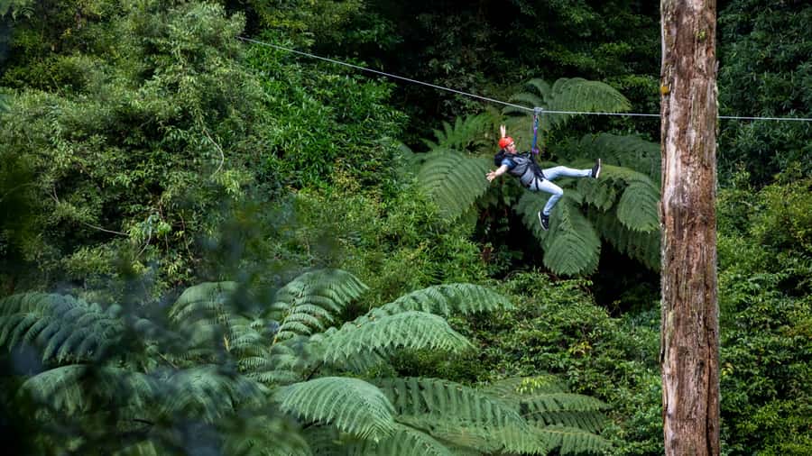 Rotorua: 6 Ziplines, Swing-Bridges & Wildlife Encounters - Is $118 a fair price?