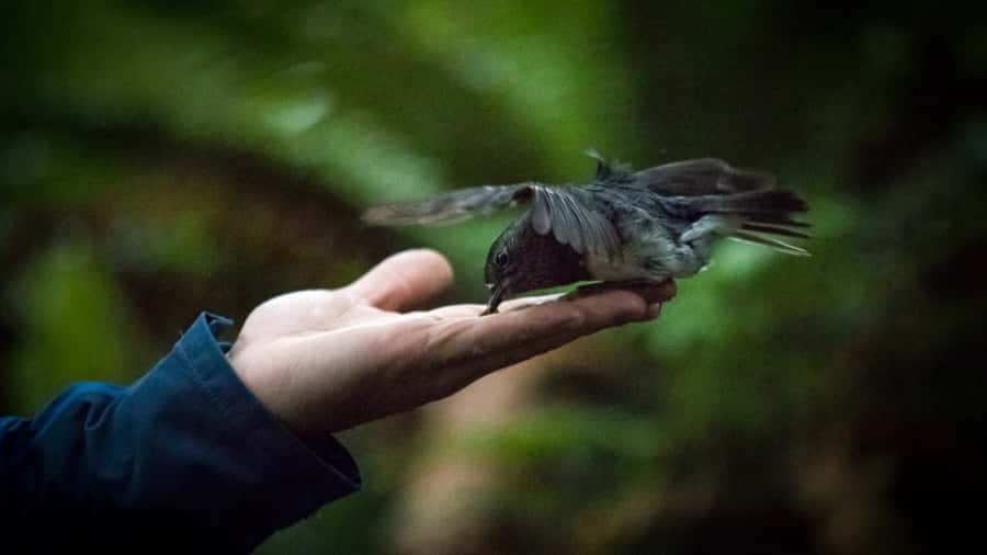 Rotorua: 6 Ziplines, Swing-Bridges & Wildlife Encounters - Six ziplines that build your confidence