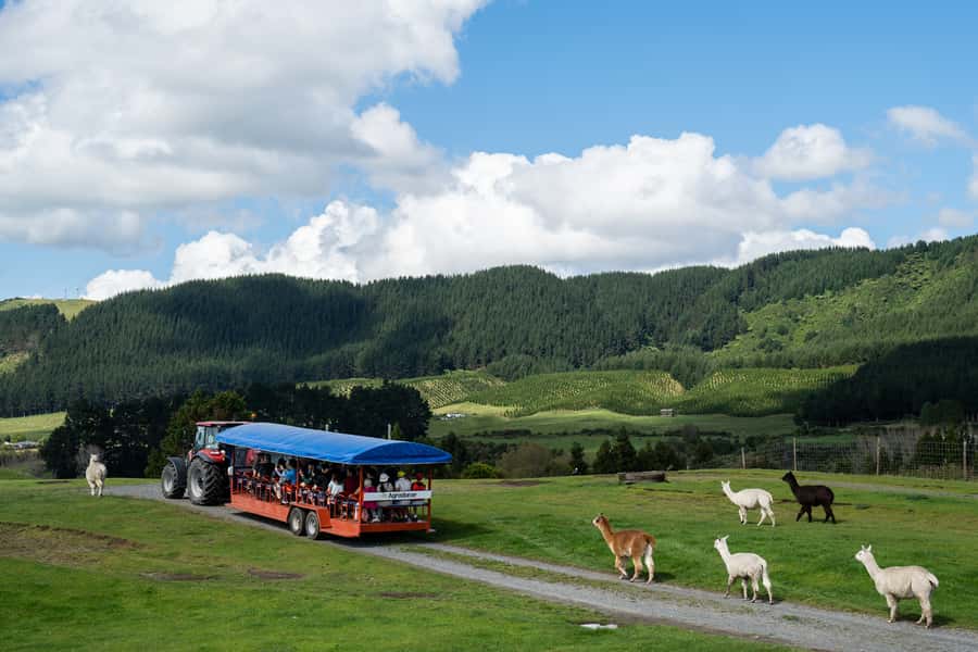 Rotorua: Authentic Kiwi Farm Experience at the Agrodome - A working farm 10 minutes from Rotorua