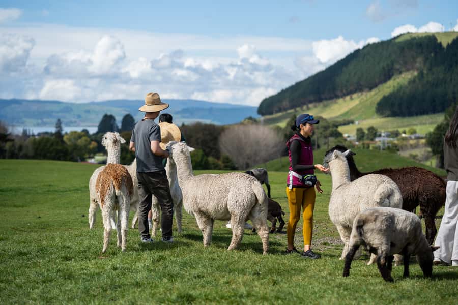 Rotorua: Authentic Kiwi Farm Experience at the Agrodome - The farm nursery and baby animals