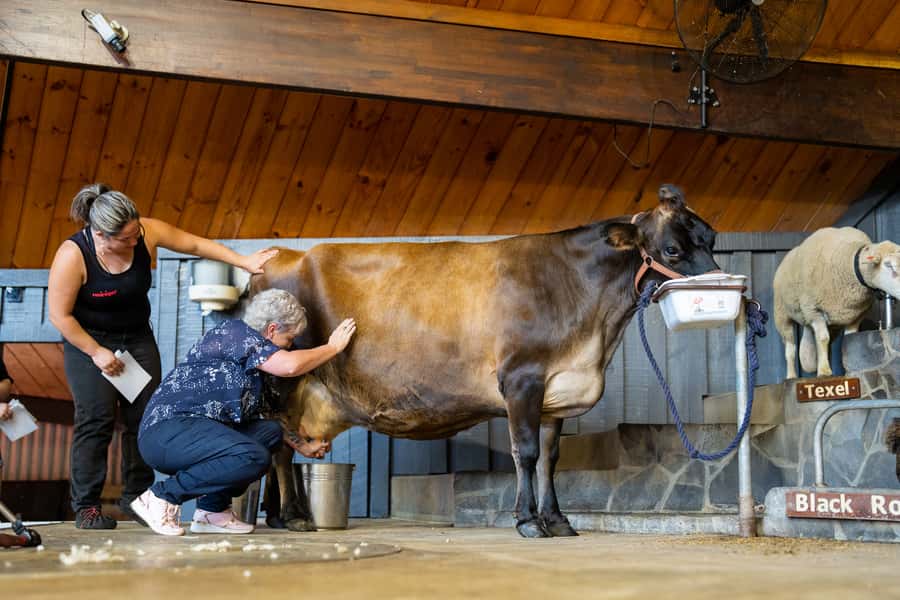 Rotorua: Authentic Kiwi Farm Experience at the Agrodome - Orchard tastes: kiwifruit juice and farm honey