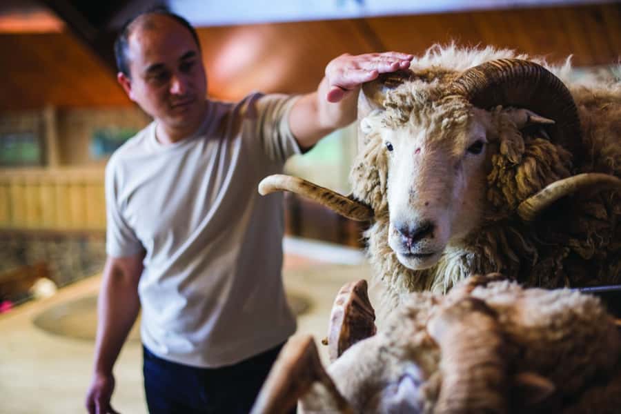 Rotorua: Authentic Kiwi Farm Experience at the Agrodome - Why the $38 price can make sense