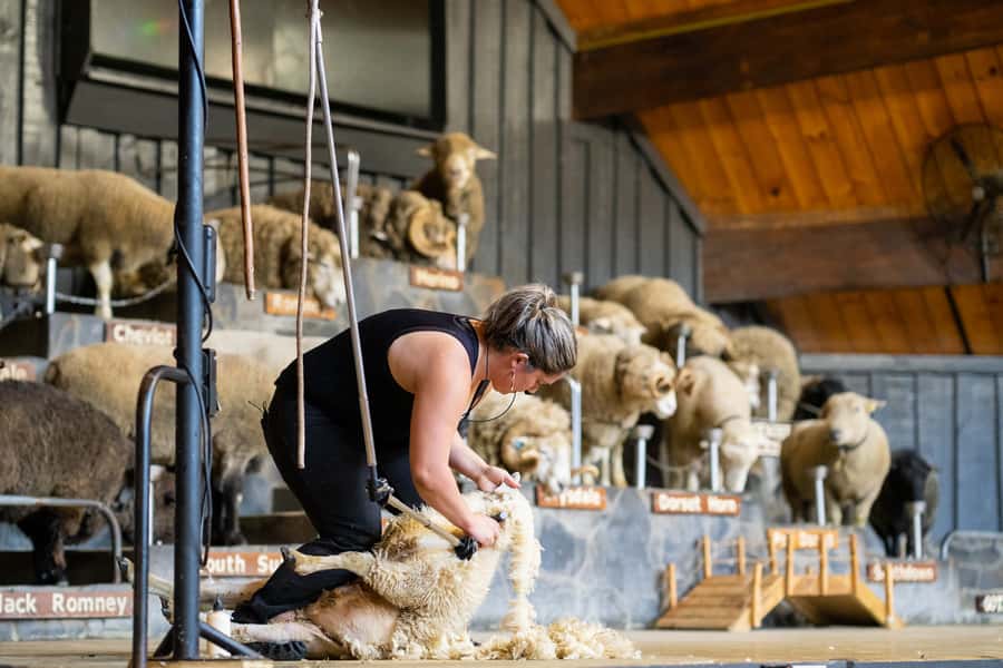 Rotorua: Authentic Kiwi Farm Experience at the Agrodome - The all-weather trailer tour across 350 acres