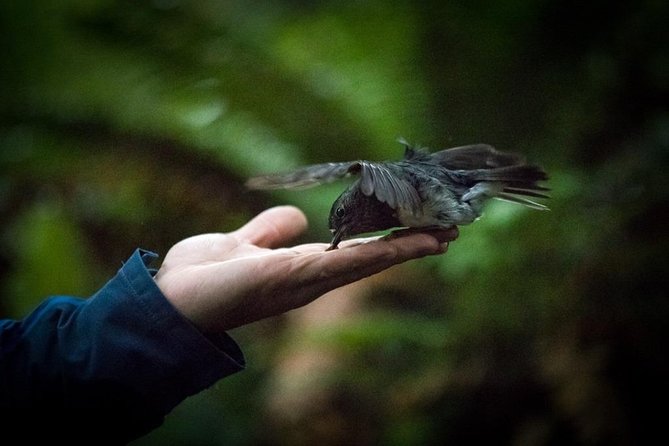 Rotorua Canopy Tours: 2.5Hour Native Forest Zipline Adventure - Why the guides matter so much