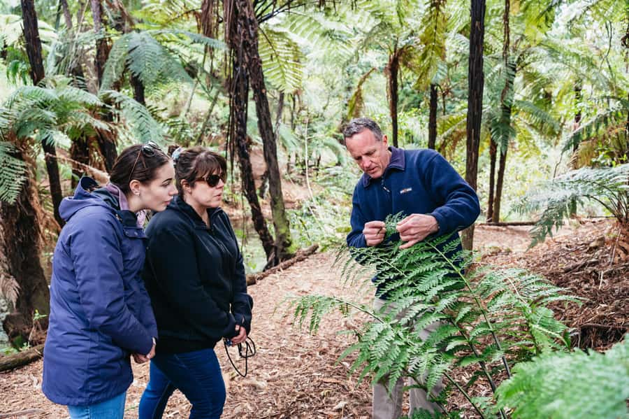 Rotorua: Explore The Lakes Half-Day Morning Tour - Why this morning tour works well in Rotorua