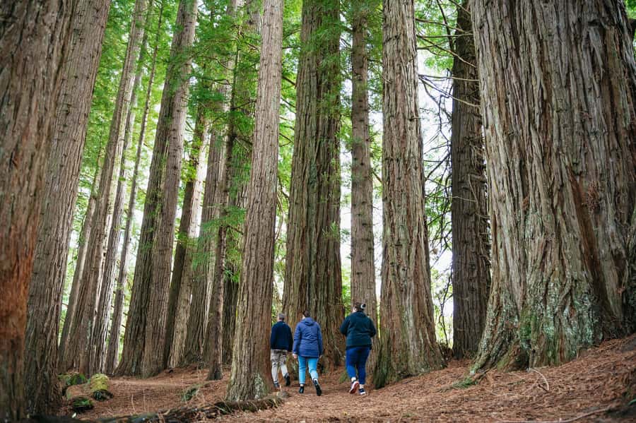 Rotorua: Explore The Lakes Half-Day Morning Tour - Okere Falls, Tutea Falls, and the Kaituna River