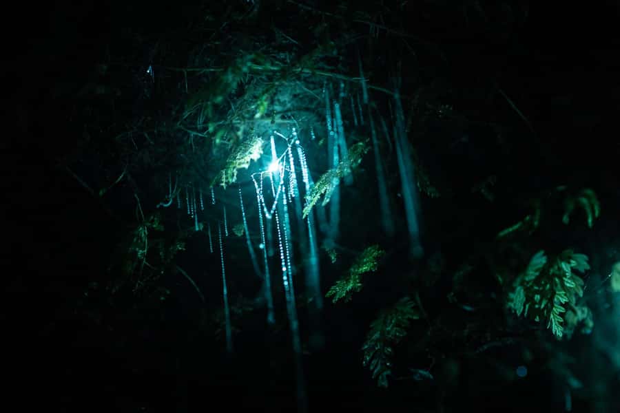 Rotorua: Glow Worm Kayak Tour - Paddling through the last light