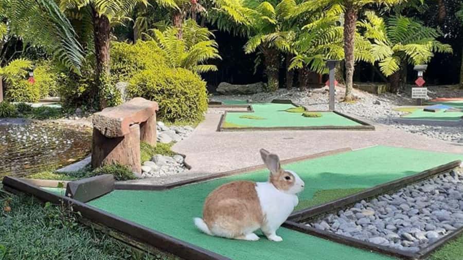 Rotorua: Mini Golf Experience - Key points to know before you play