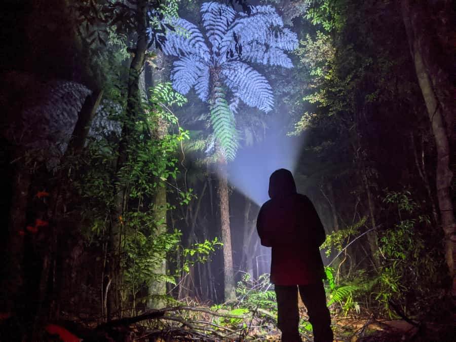 Rotorua: Nocturnal Glow-Worm Adventure Tour with a Guide - Key points at a glance
