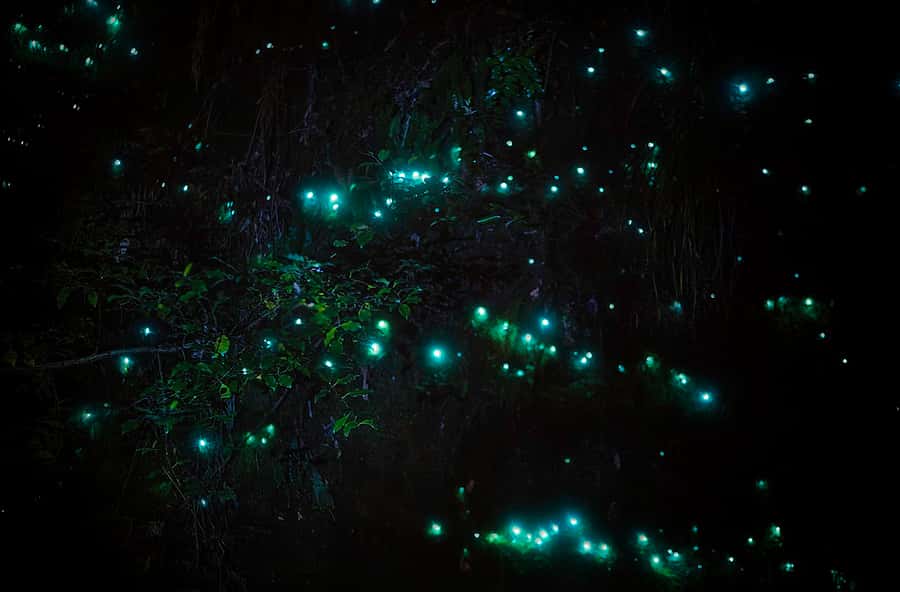 Rotorua: Nocturnal Glow-Worm Adventure Tour with a Guide - Why this Rotorua night walk feels different