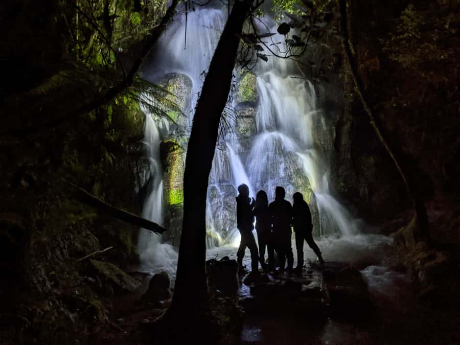 Rotorua: Nocturnal Glow-Worm Adventure Tour with a Guide - Walking beneath towering trees and giant ferns