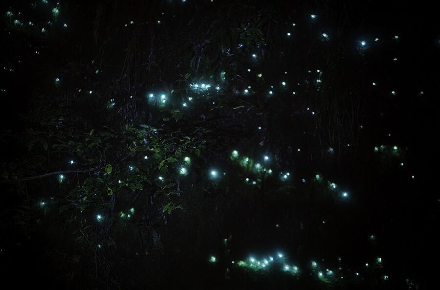 Rotorua: Nocturnal Glow-Worm Adventure Tour with a Guide - The glow-worm viewing stop