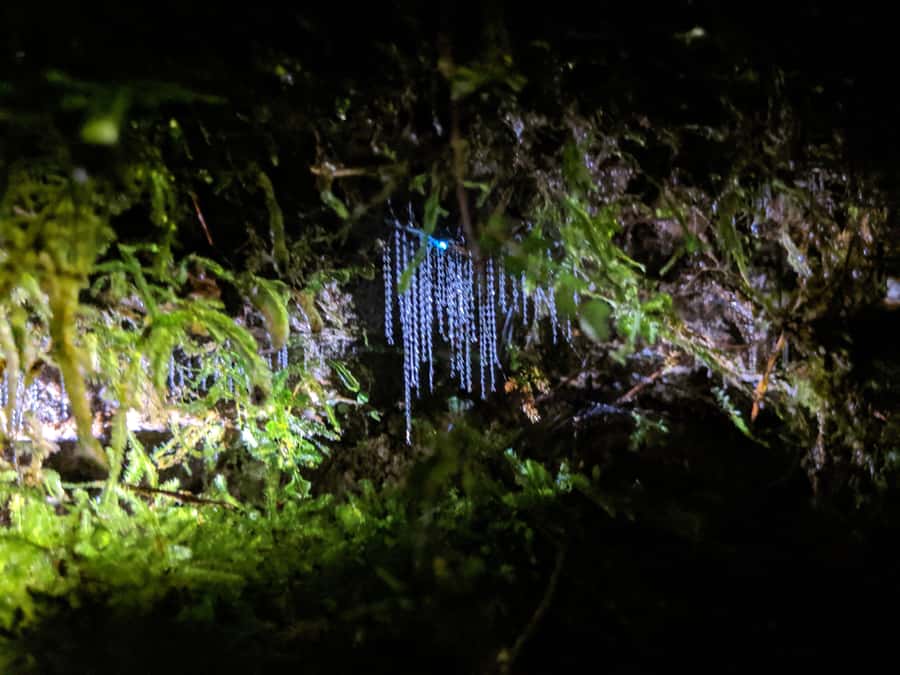 Rotorua: Nocturnal Glow-Worm Adventure Tour with a Guide - What to wear and what to expect after rain