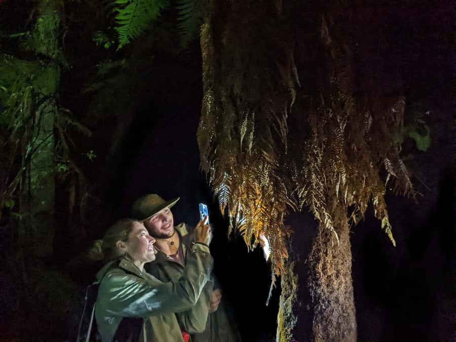 Rotorua: Nocturnal Glow-Worm Adventure Tour with a Guide - From Rotorua to the forest in about 25 minutes