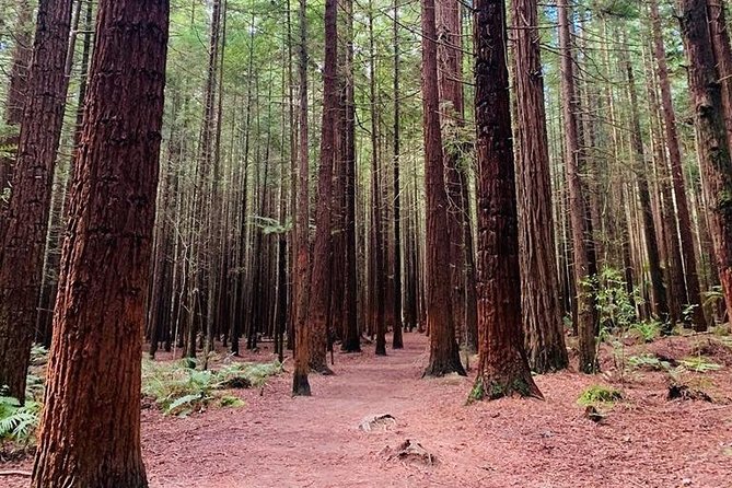 Rotorua Private tour with Hotspring - A 30-minute walk beneath the Redwoods