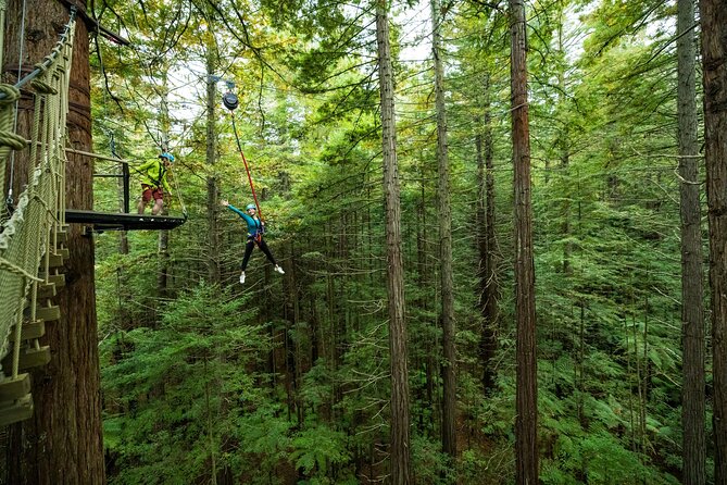 Rotorua: Redwoods Altitude High Ropes Adventure - The ten-minute glowworm eco-cave